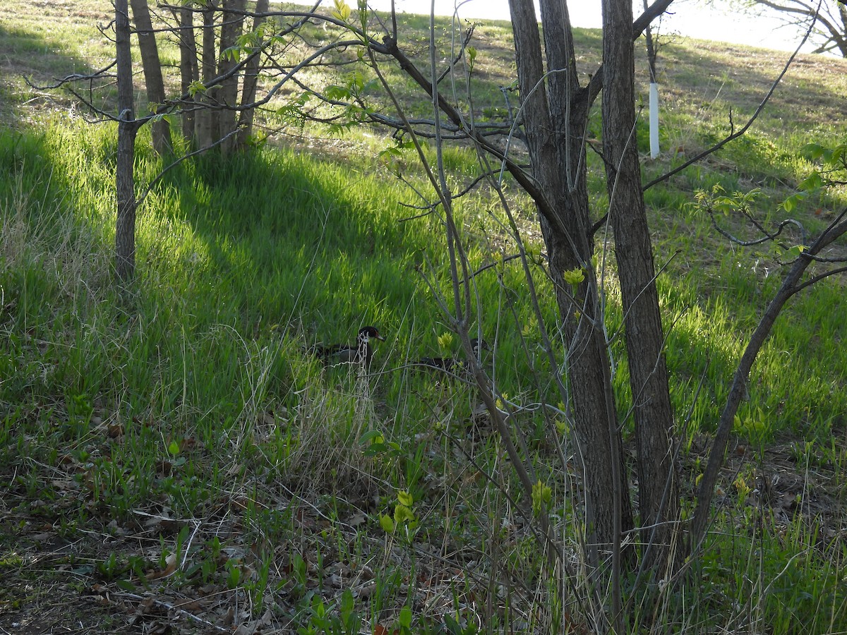 Wood Duck - ML635364439