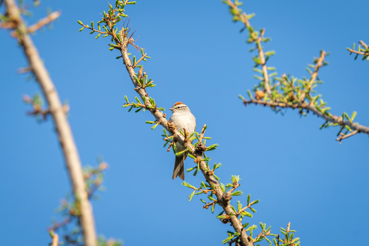 Chipping Sparrow - ML635364446