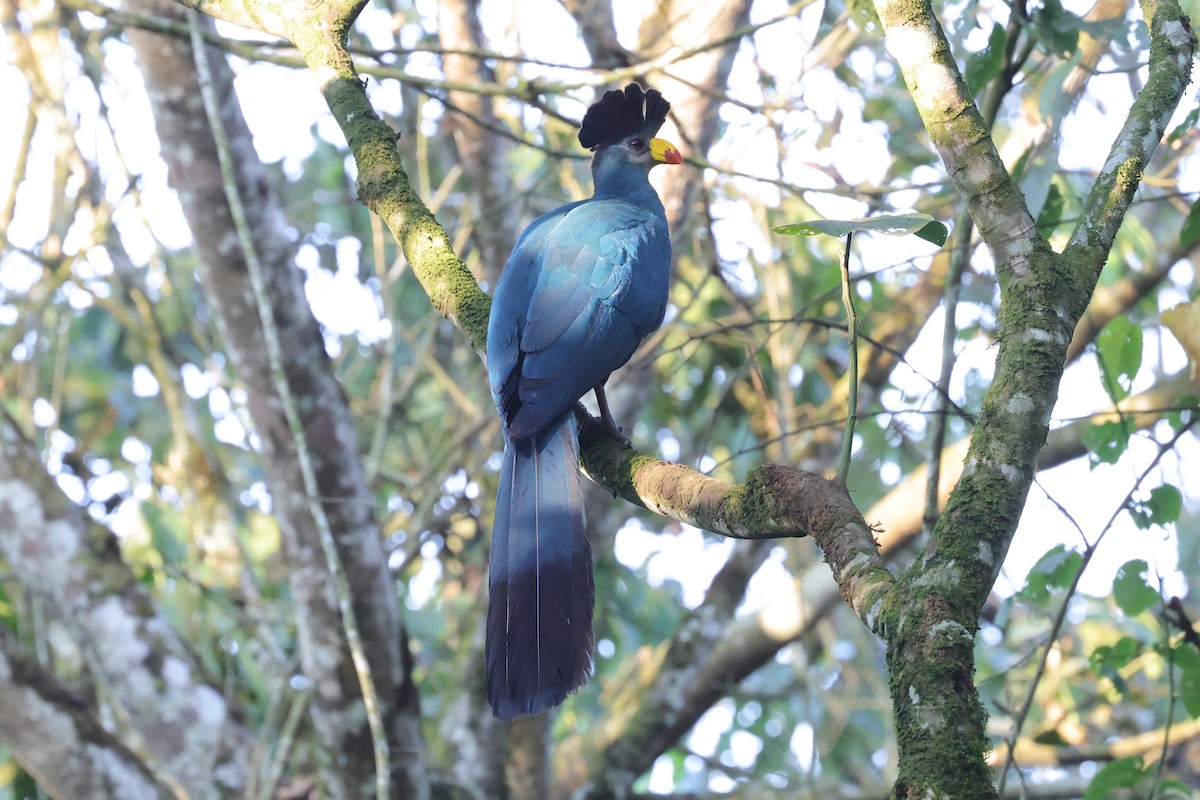Great Blue Turaco - ML635364455