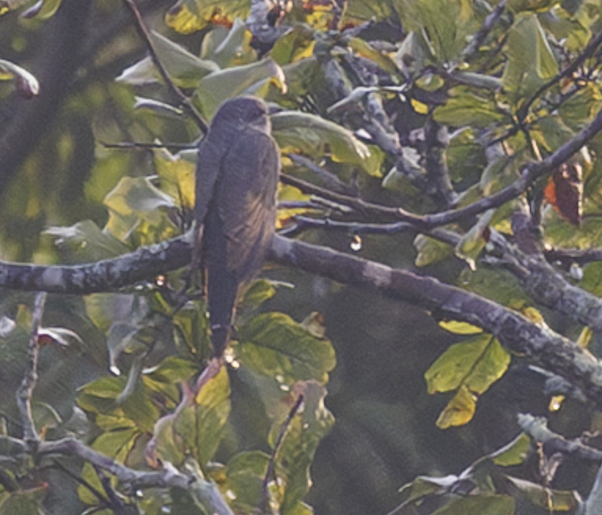 Gray-bellied Cuckoo - ML635364458