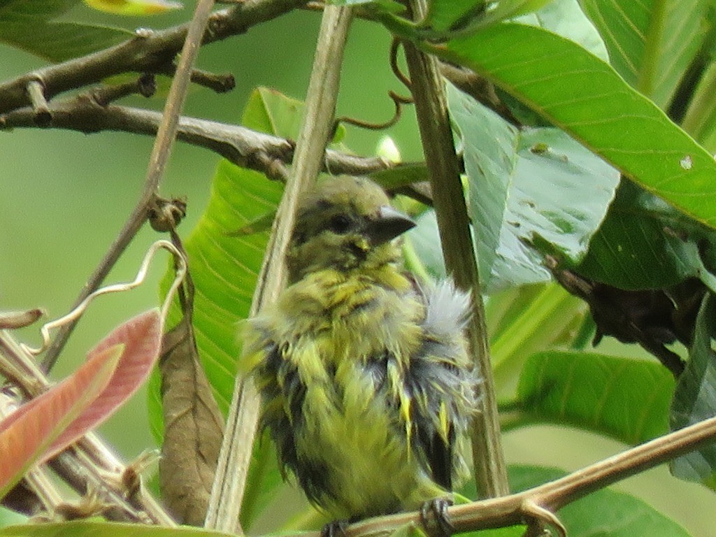 Andean Siskin - ML635364487