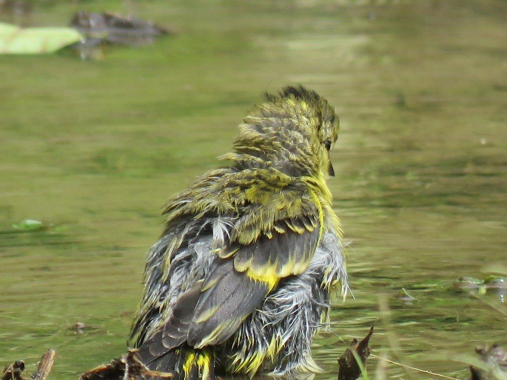 Andean Siskin - ML635364489