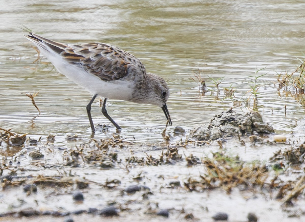 Little Stint - ML635364494