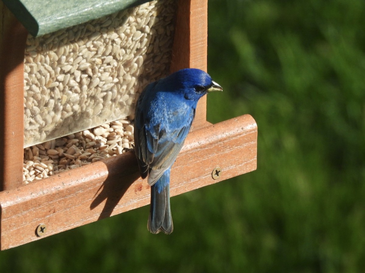 Indigo Bunting - ML635364500