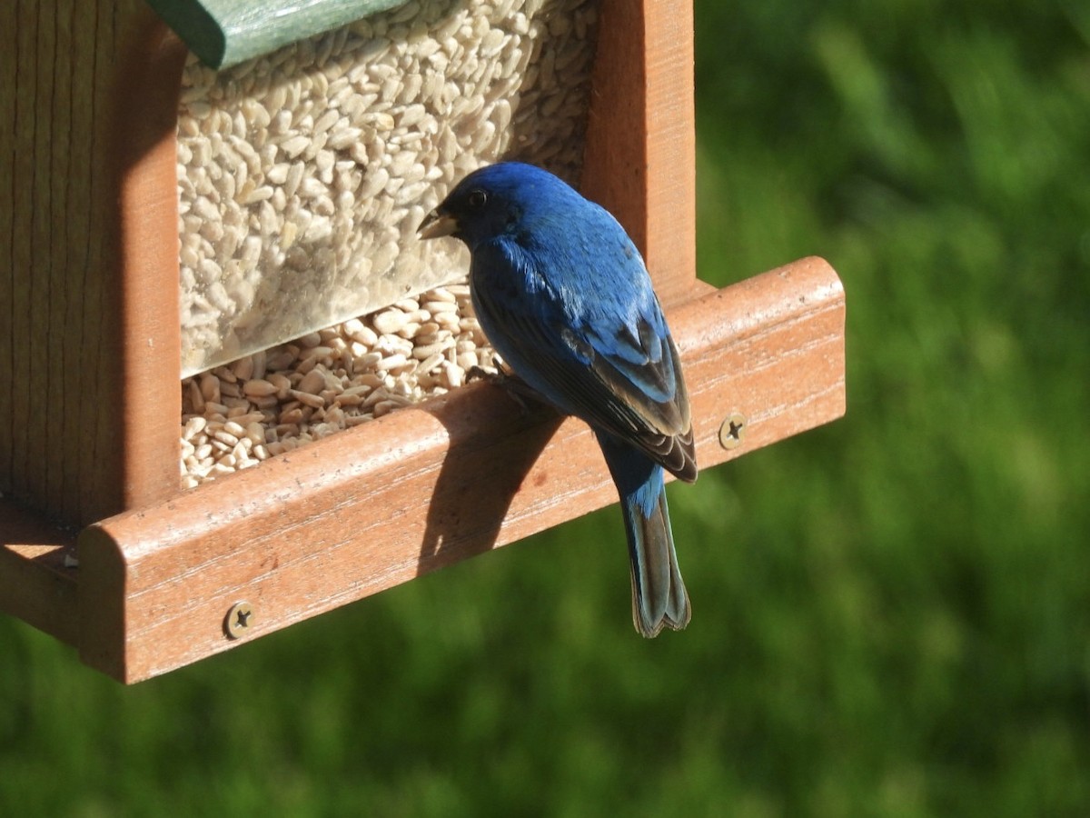 Indigo Bunting - ML635364501