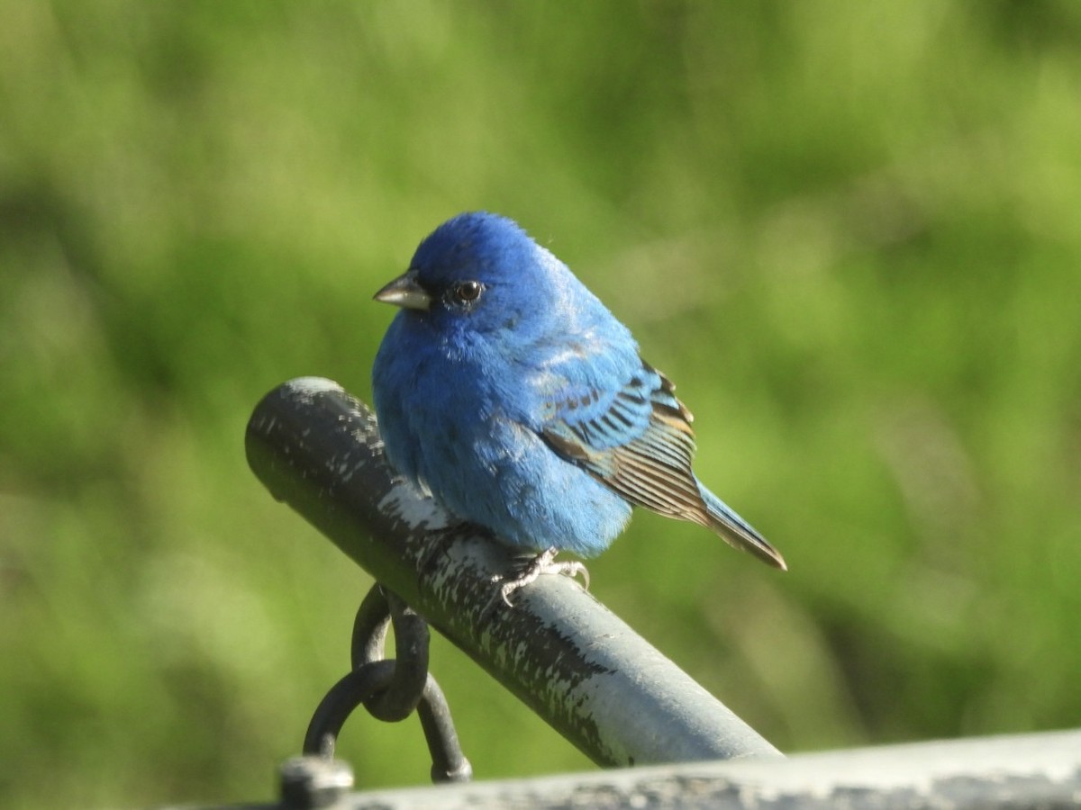 Indigo Bunting - ML635364502