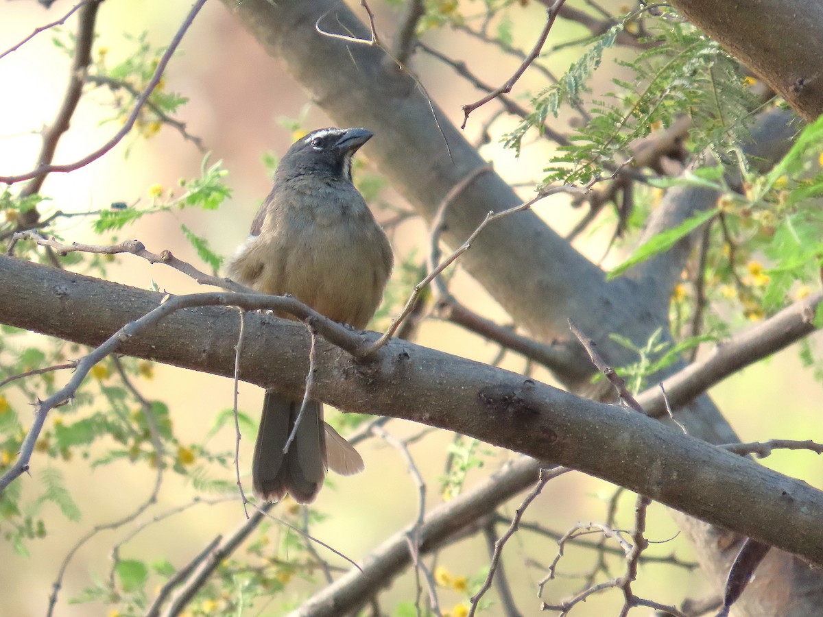 Cinnamon-bellied Saltator - ML635364525
