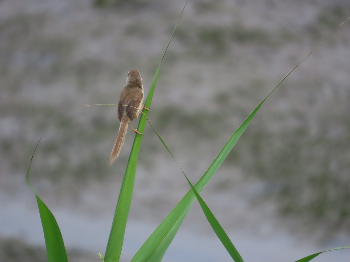 Plain Prinia - ML635364534