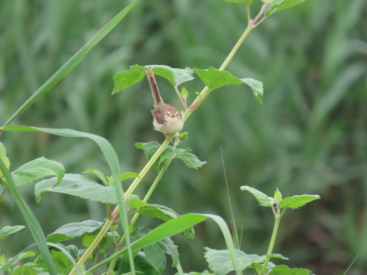 Plain Prinia - ML635364535