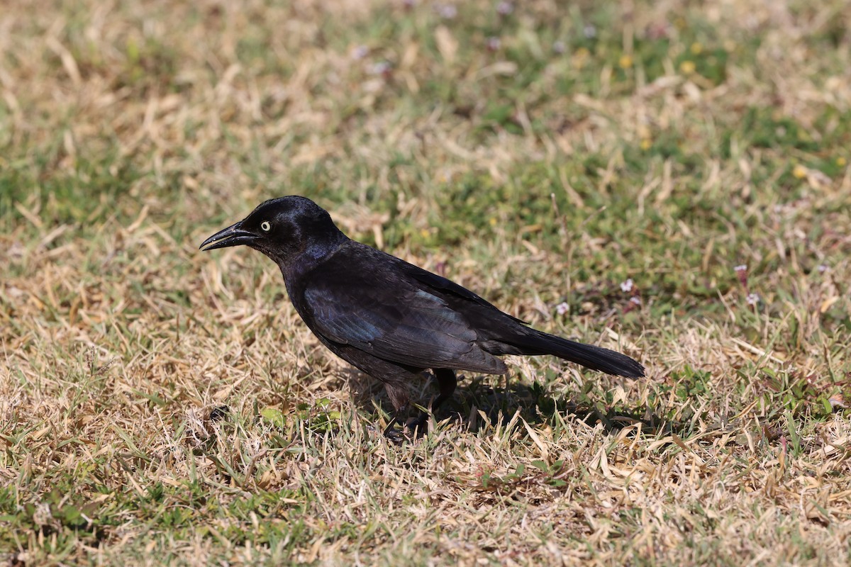 Common Grackle (Florida/Purple) - ML635364539