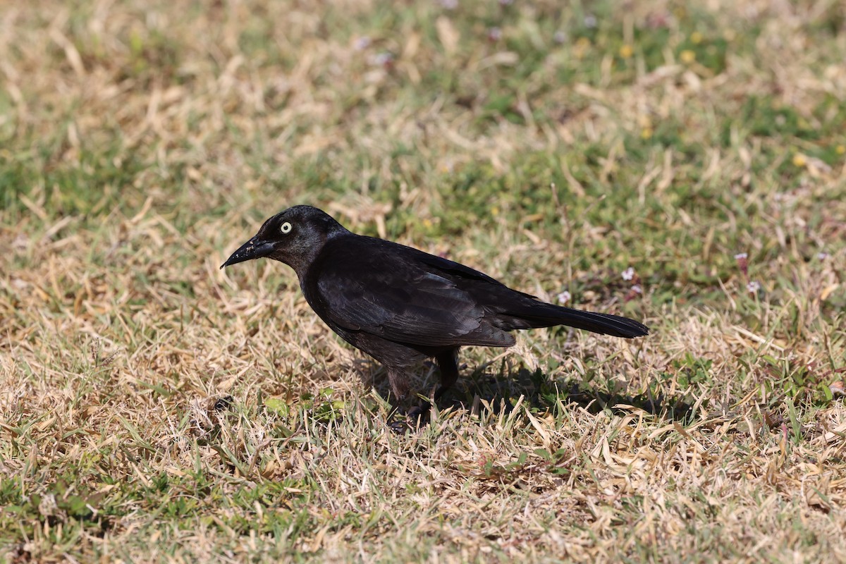 Common Grackle (Florida/Purple) - ML635364540