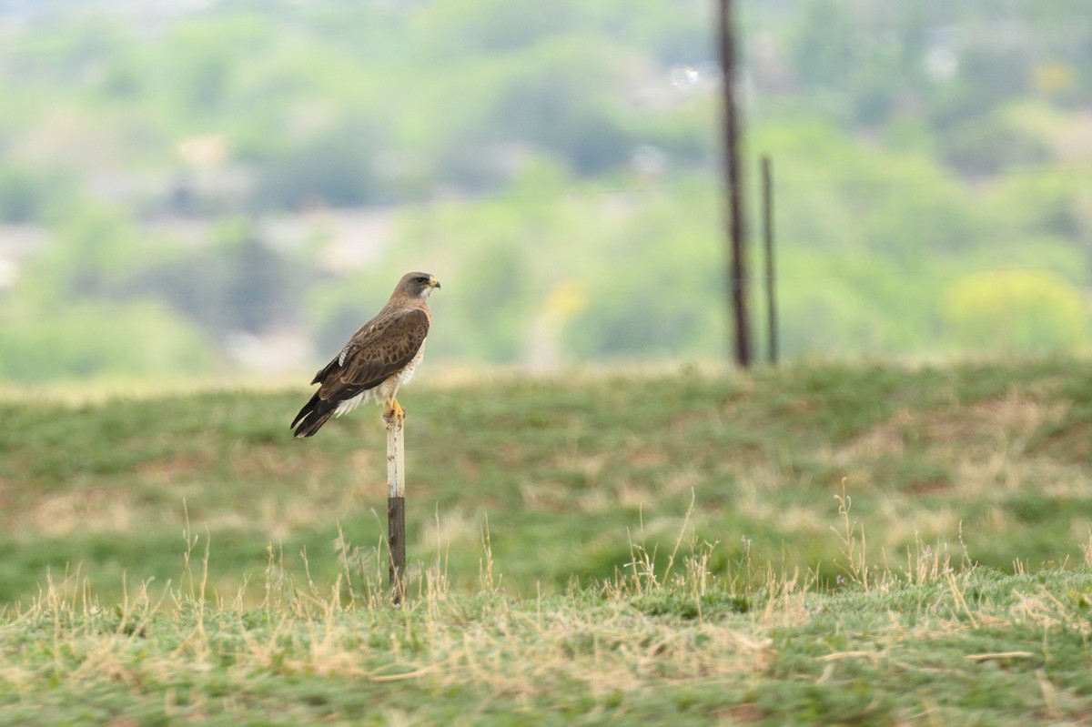 Swainson's Hawk - ML635364546
