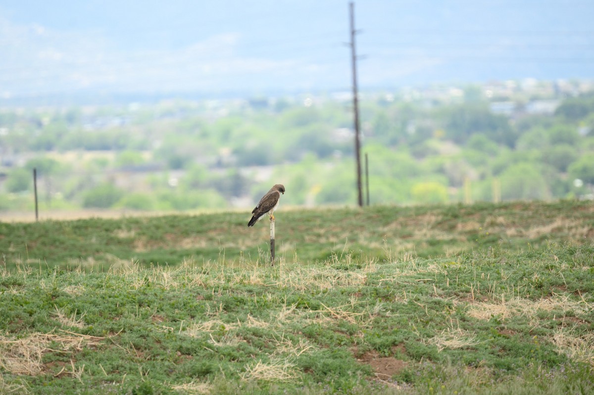 Swainson's Hawk - ML635364547