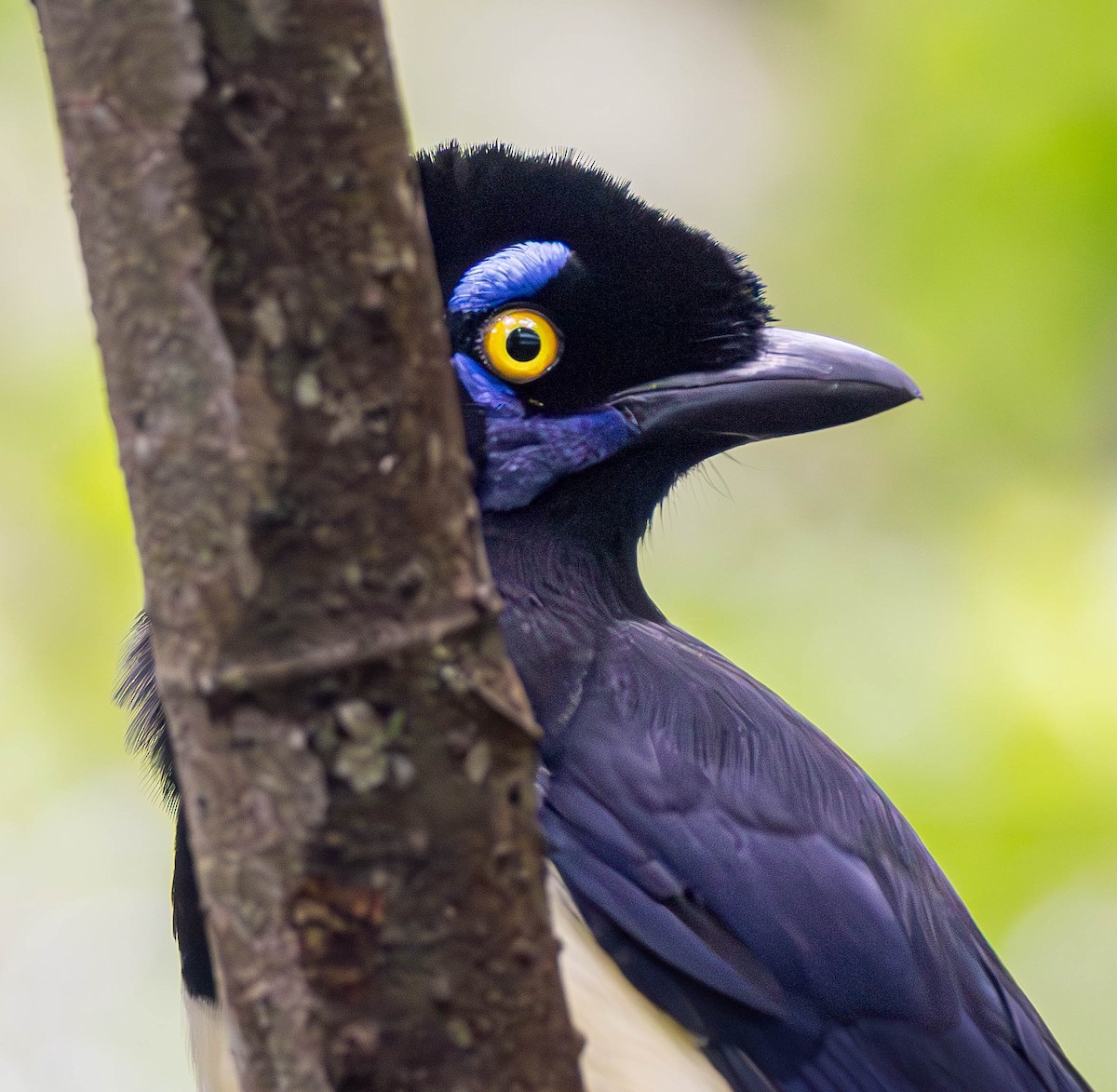 Plush-crested Jay - ML635364568