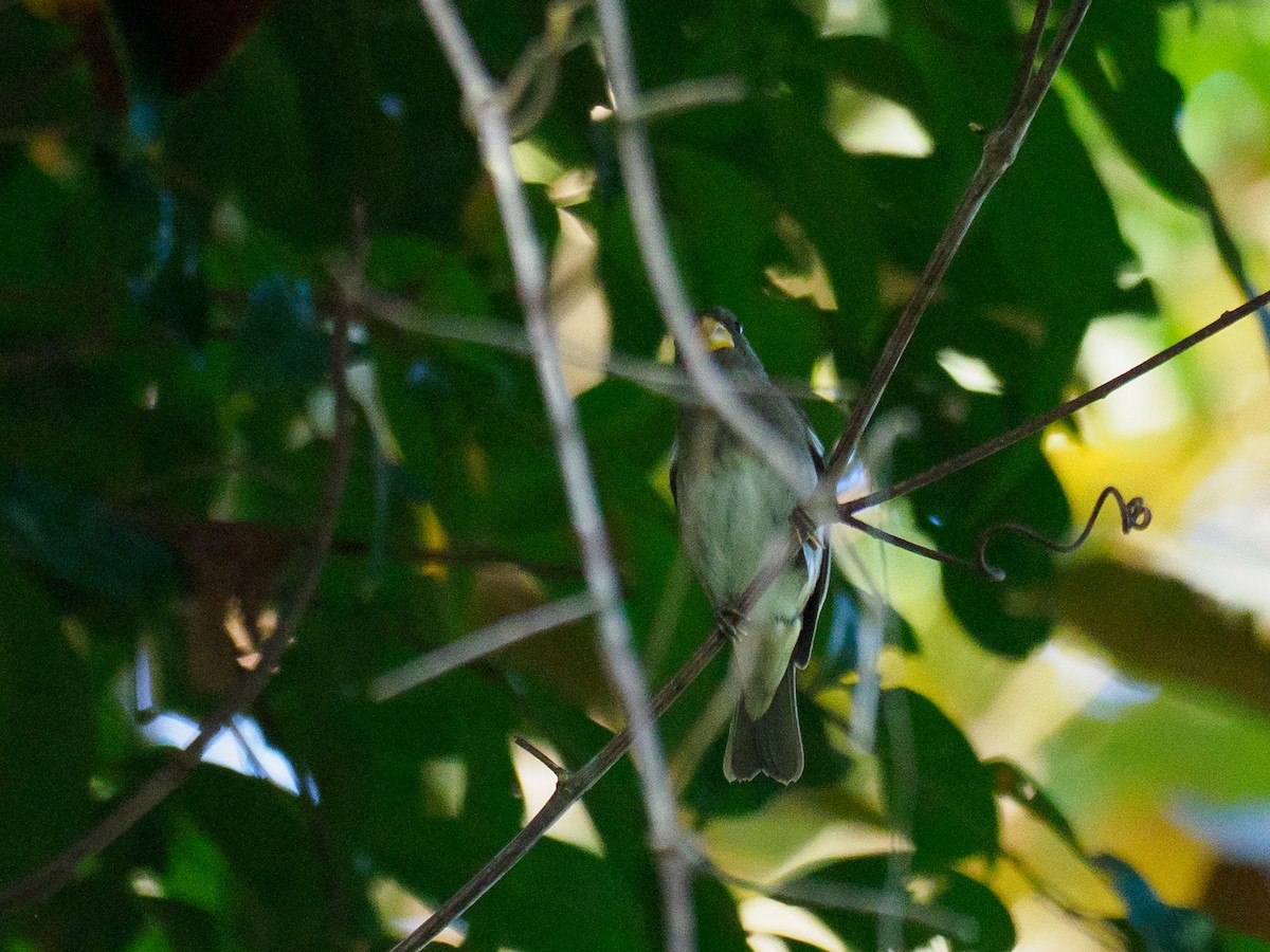 Slate-colored Seedeater - ML635364575