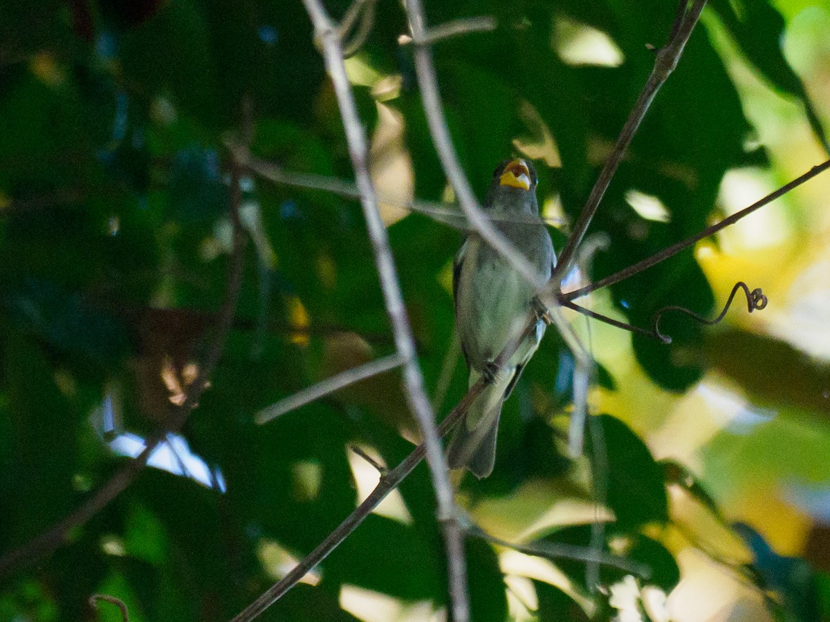 Slate-colored Seedeater - ML635364576
