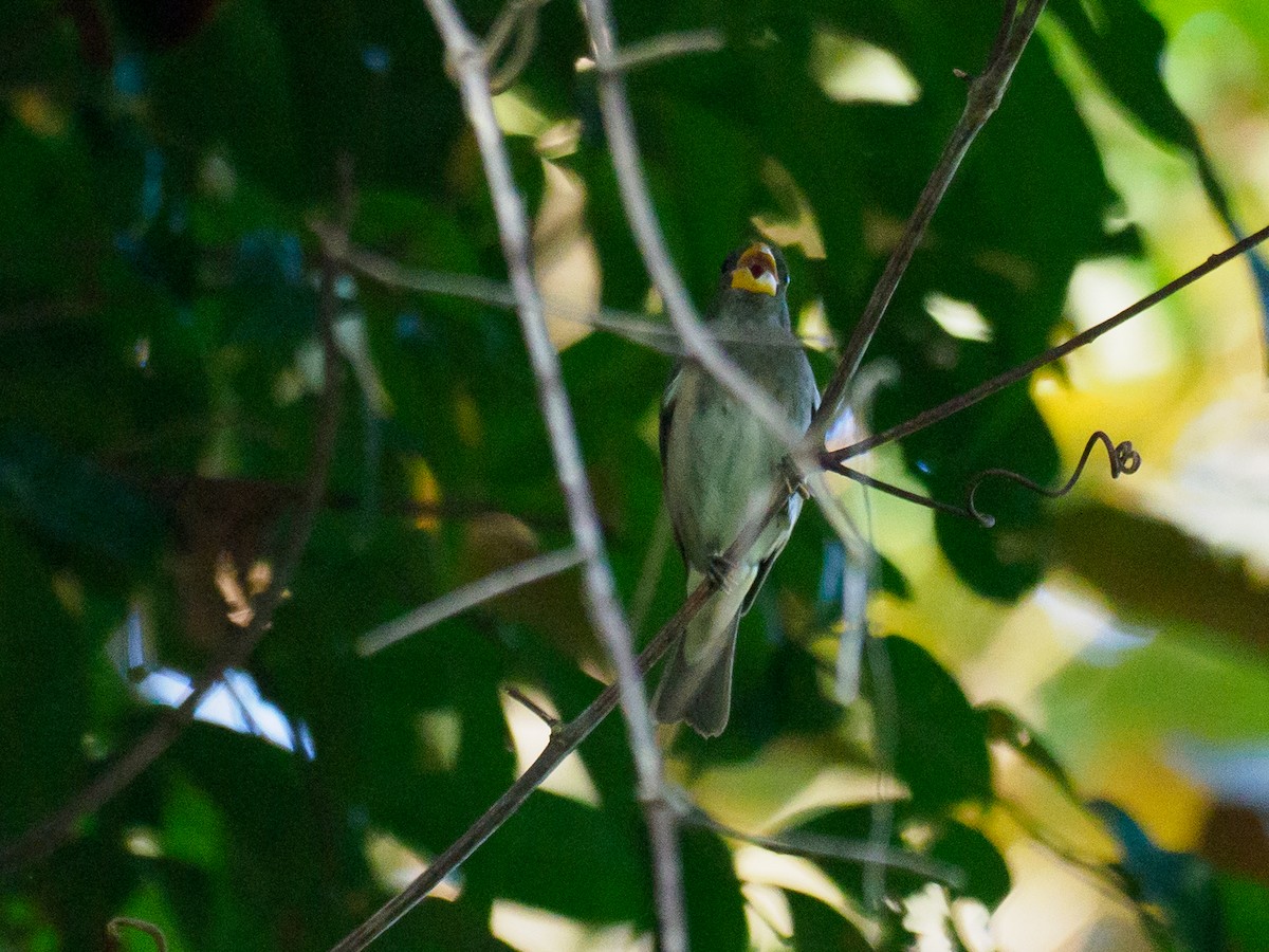 Slate-colored Seedeater - ML635364577