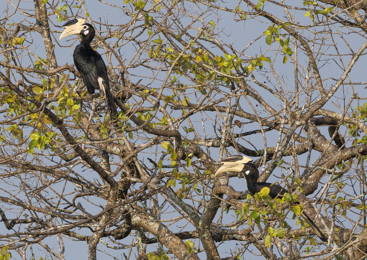Malabar Pied-Hornbill - ML635364589