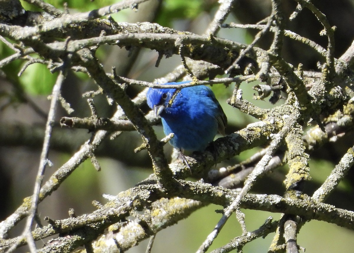 Indigo Bunting - ML635364613