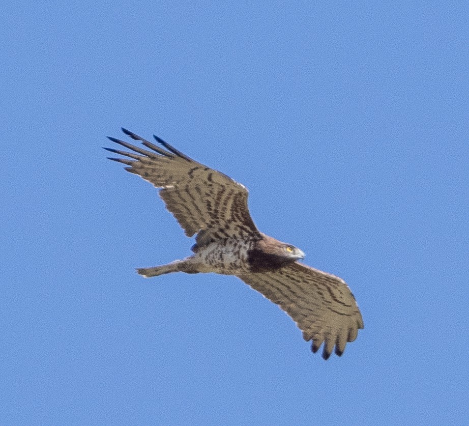Short-toed Snake-Eagle - ML635364616