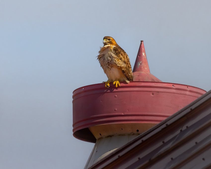 Red-tailed Hawk - ML635364629