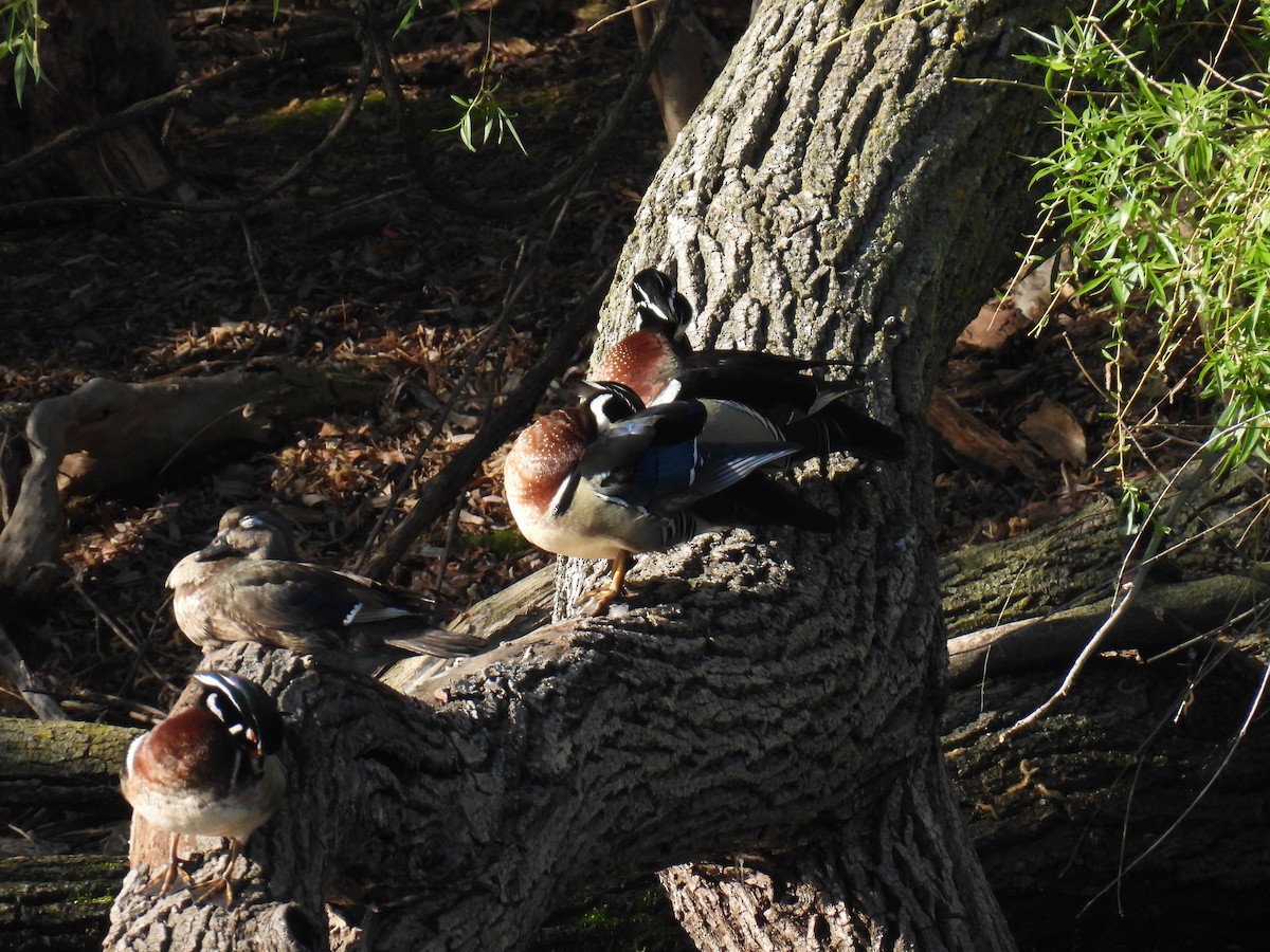 Wood Duck - ML635364636