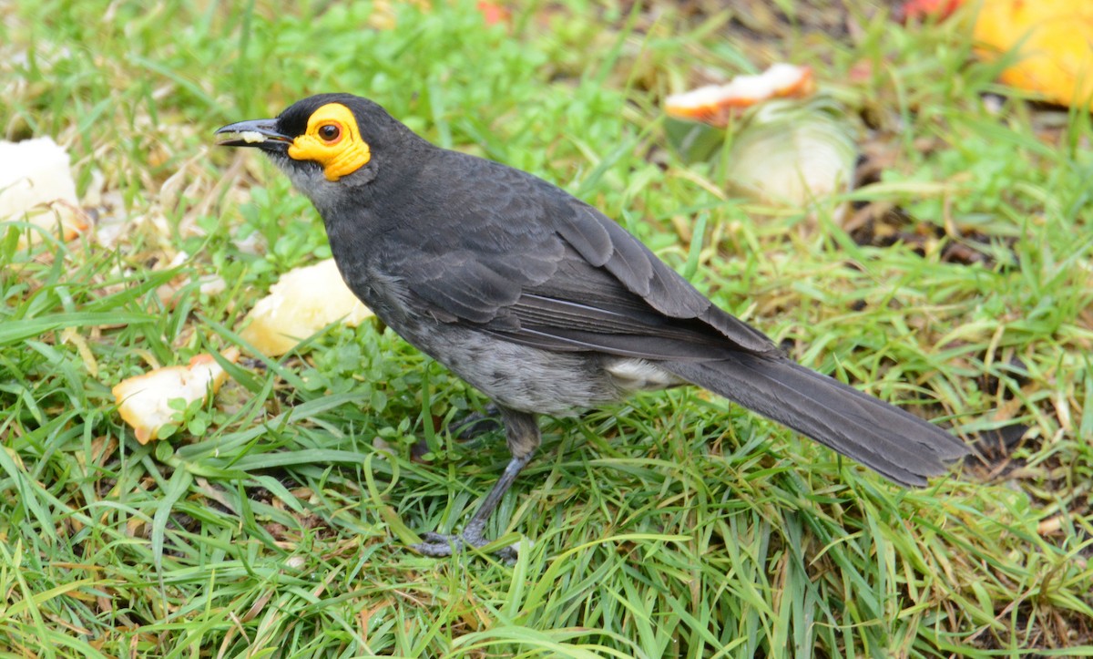 Smoky Honeyeater - ML635364685