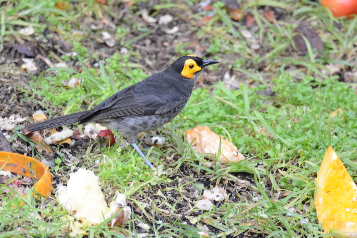 Smoky Honeyeater - ML635364687