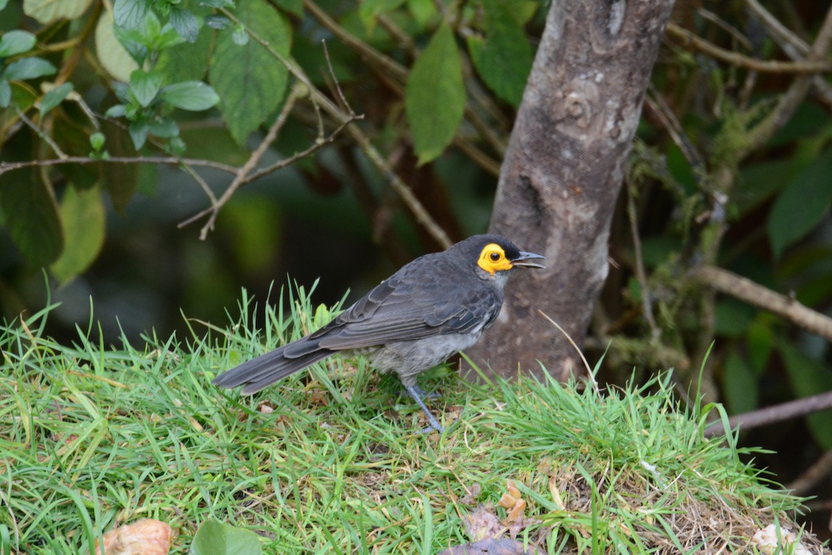 Smoky Honeyeater - ML635364689