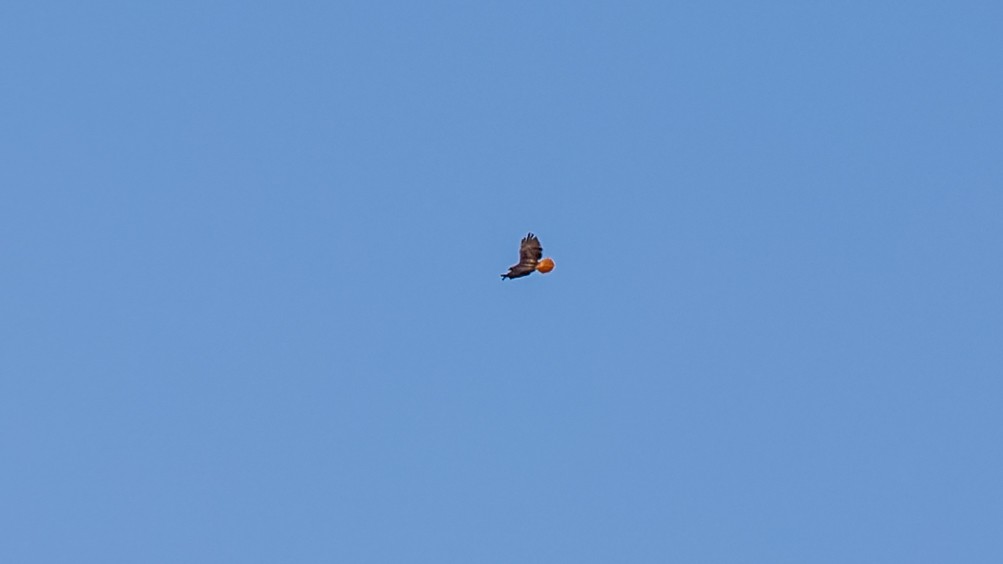 Red-tailed Hawk - ML635364743