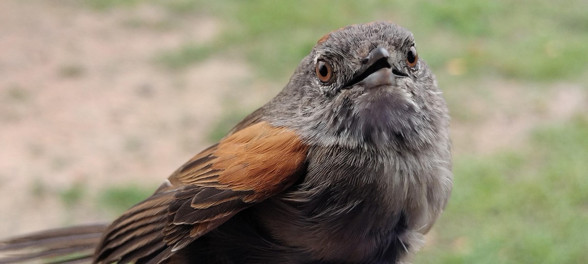 Pale-breasted Spinetail - ML635364744