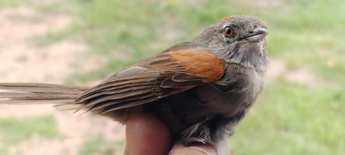 Pale-breasted Spinetail - ML635364745