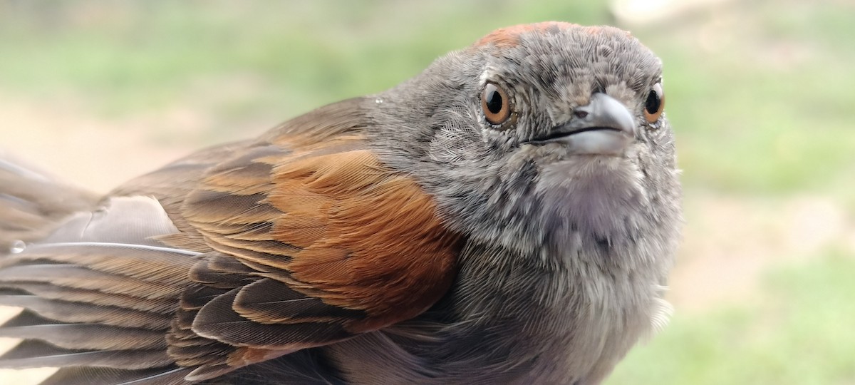Pale-breasted Spinetail - ML635364746