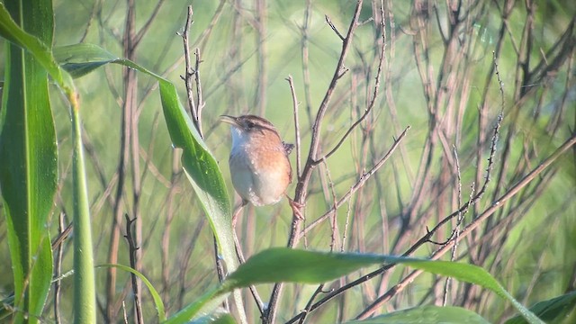 Sedge Wren - ML635364753
