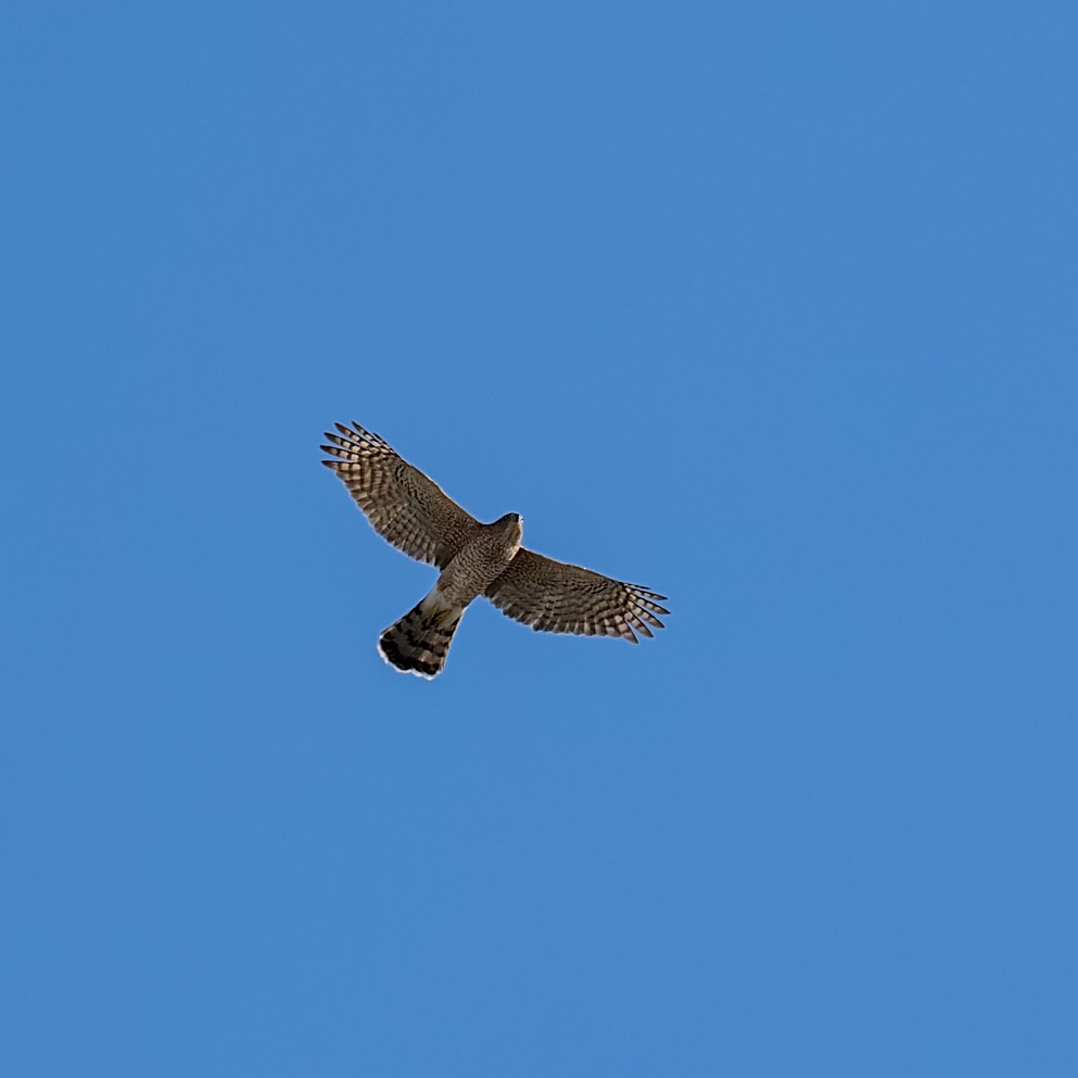Cooper's Hawk - ML635364755