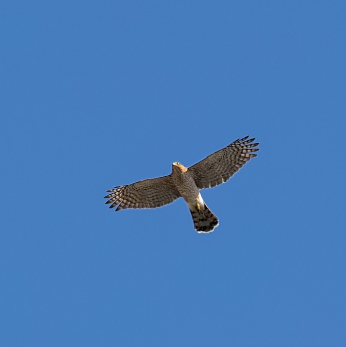 Cooper's Hawk - ML635364756