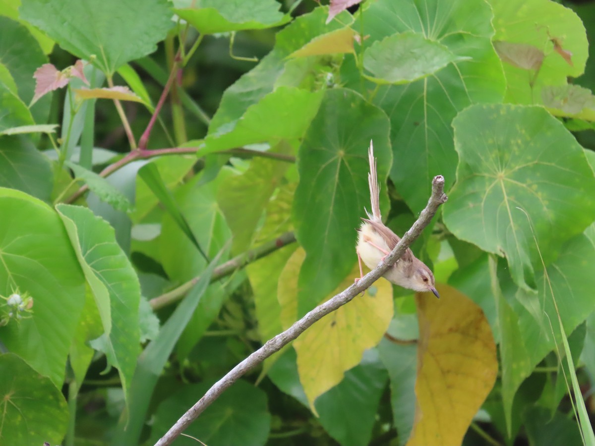 Plain Prinia - ML635364767