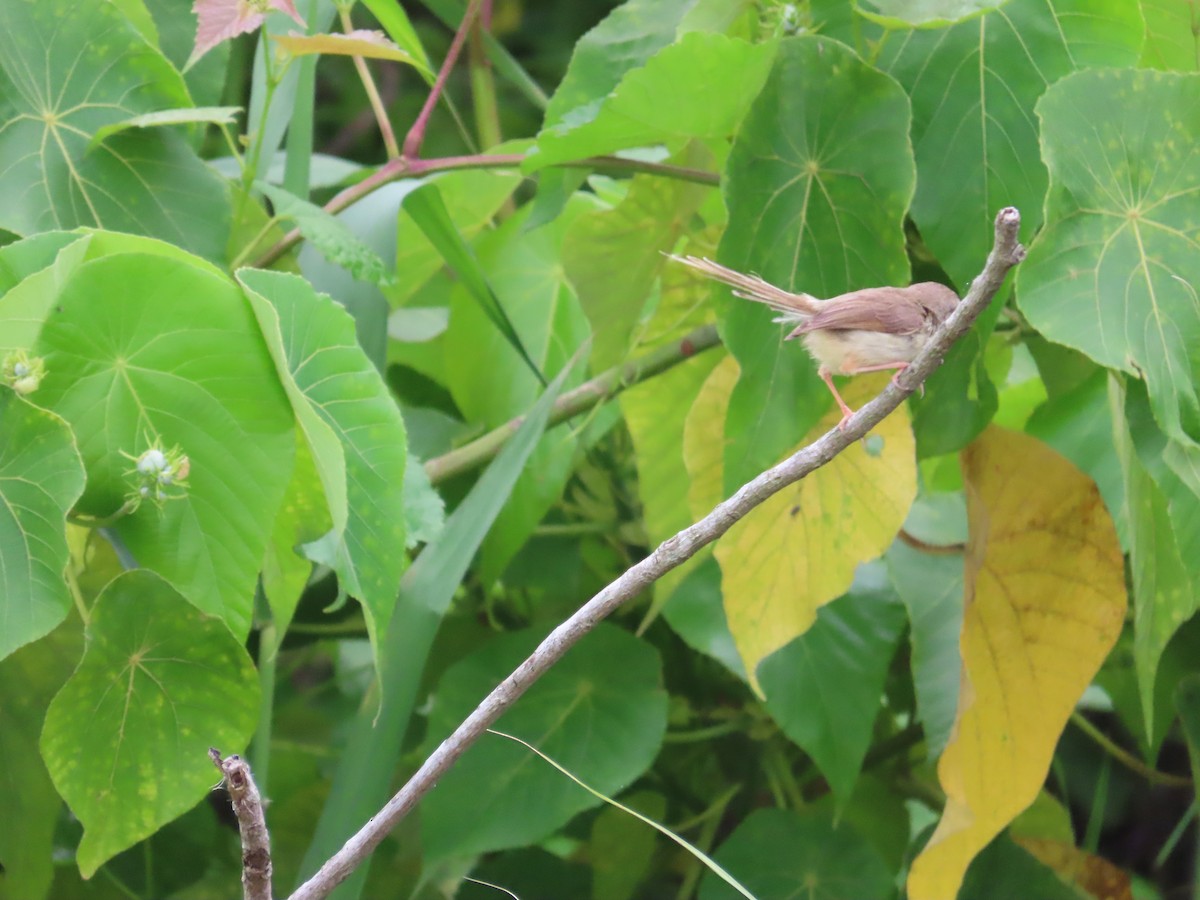 Plain Prinia - ML635364768
