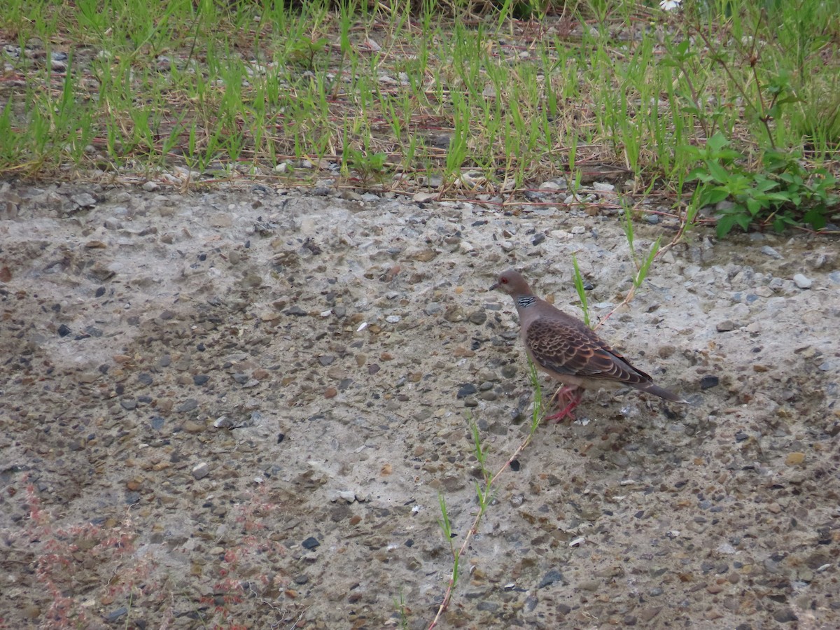 Oriental Turtle-Dove - ML635364771