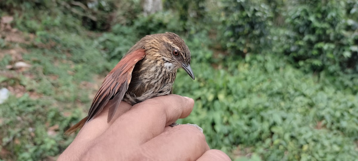 Stripe-breasted Spinetail - ML635364796