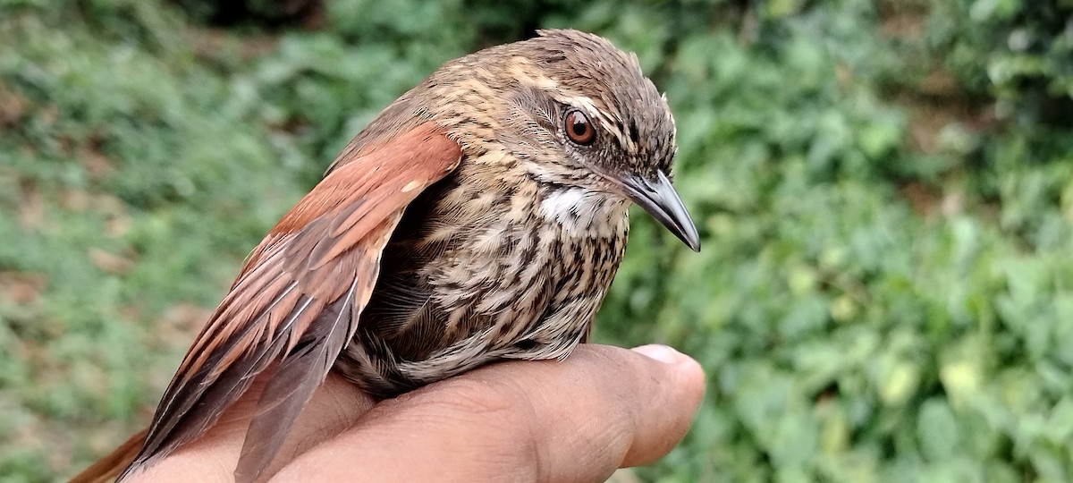 Stripe-breasted Spinetail - ML635364797