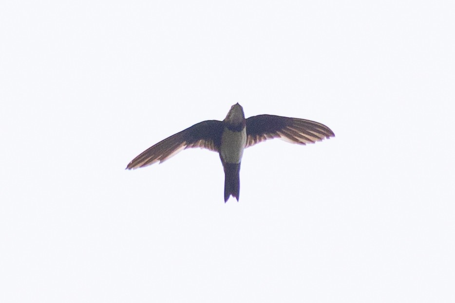 Alpine Swift - ML635364798