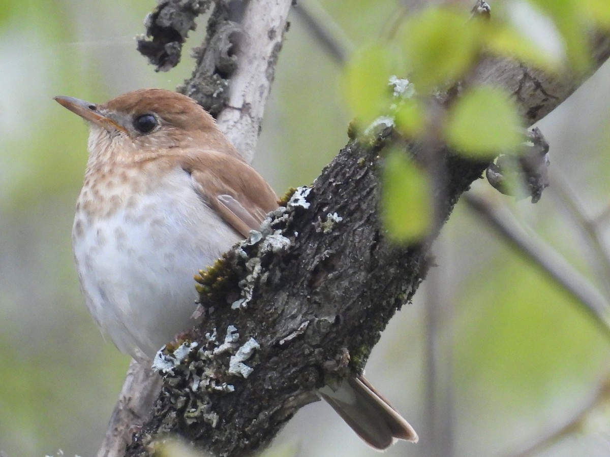 Veery - ML635364814