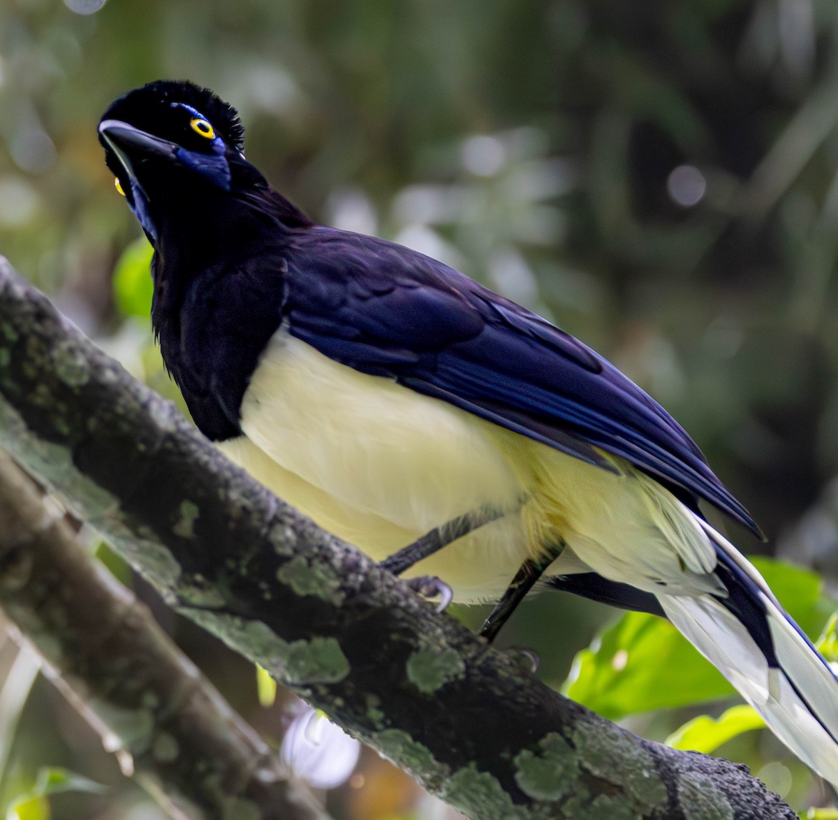 Plush-crested Jay - ML635364843