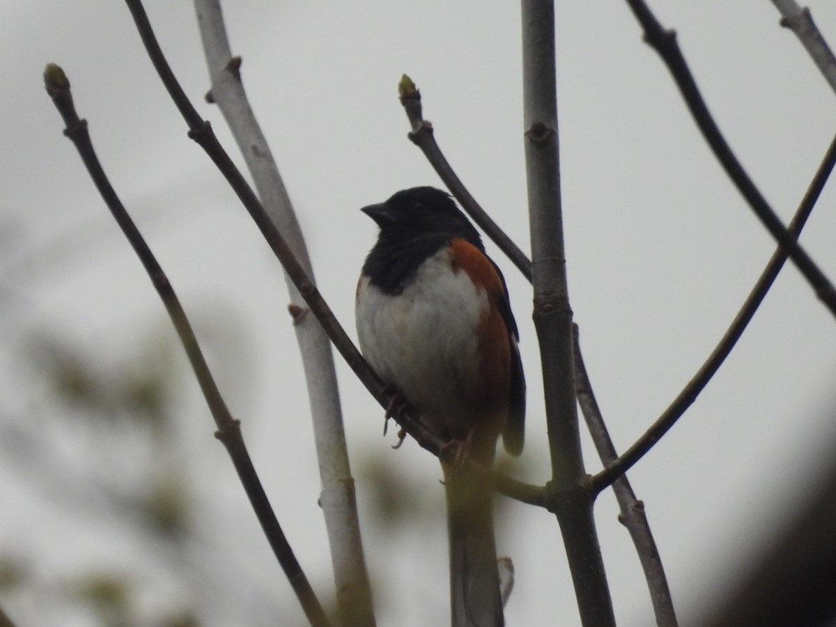 Eastern Towhee - ML635364847