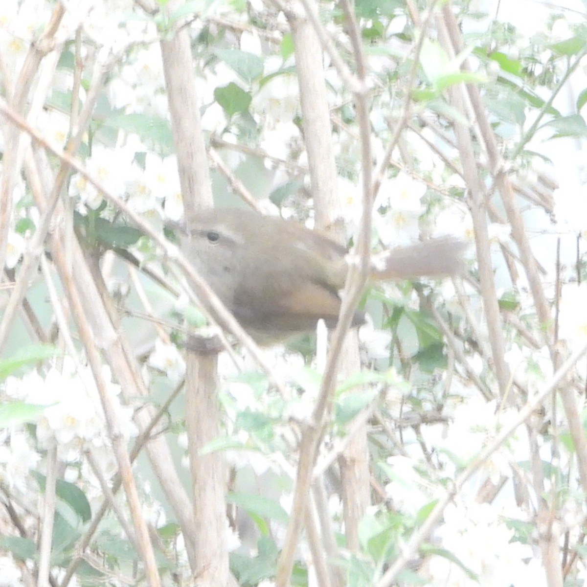 Brownish-flanked Bush Warbler - ML635364853