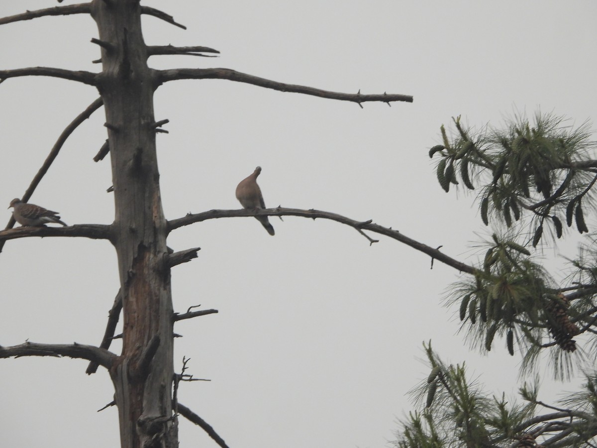 Oriental Turtle-Dove - ML635364859