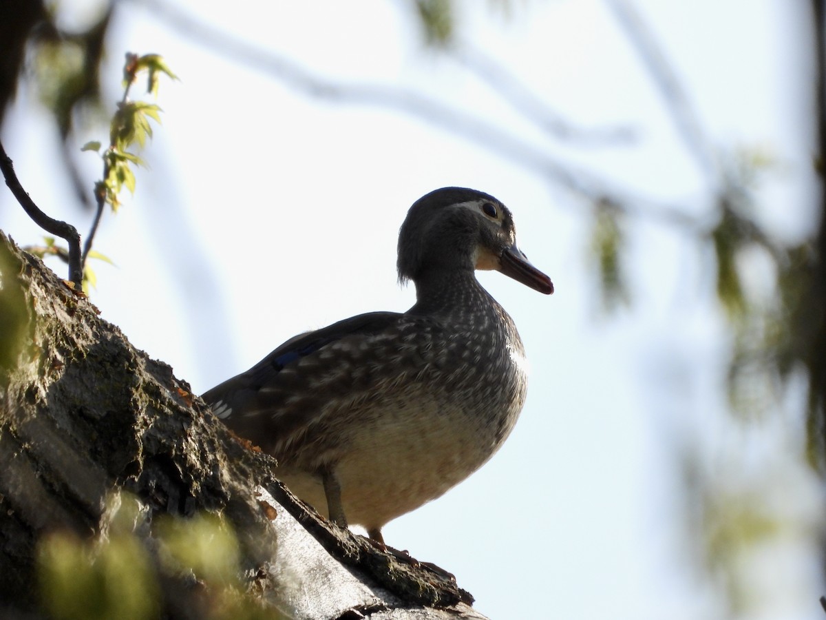 Wood Duck - ML635364962