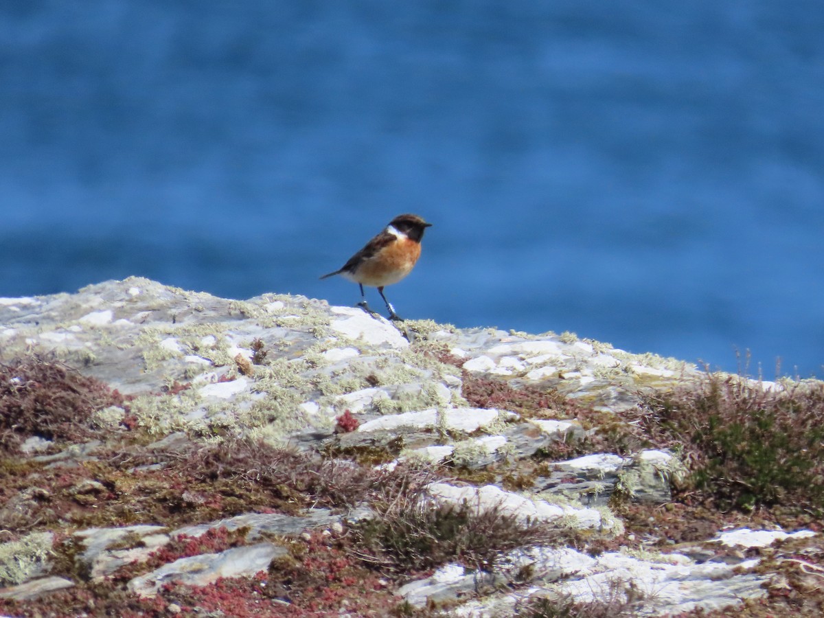 European Stonechat - ML635365023