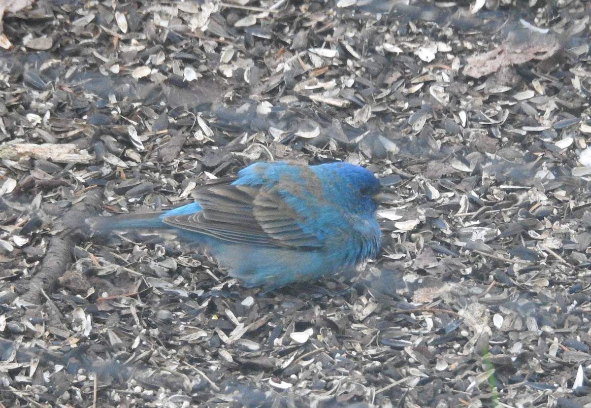 Indigo Bunting - ML635365038